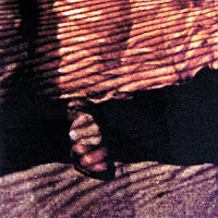 Acoustic Alchemy - Girl With A Red Carnation загрузить