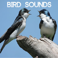 Bird Sounds - Bird Sounds - Gentle Birds And Forest Stream For Relaxation Meditation. Relaxing Nature's Sounds For Sound Therapy Calming Birds And Sounds Of Nature For Mindfulness Méditation And Relaxation загрузить