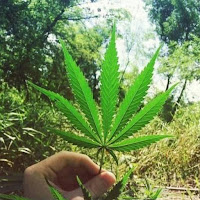 Блатной Удар - Koсяк загрузить