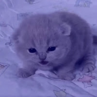 Двузер - Parent Issues (Best Part Looped) загрузить