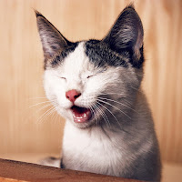 Gold-Tiger - Funny загрузить