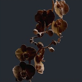 Goom Gum - Darkness загрузить