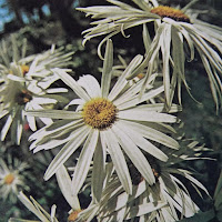 Квартира Номер 6 - Вікно загрузить