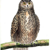 Sarah Bamford Seidelmann Md - What The Animals Can Teach Us About The Power Of Pleasure And Play загрузить