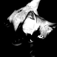 Sho - Blanc загрузить