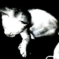 Sho - Noir загрузить