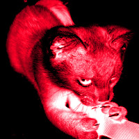 Sho - Rouge загрузить