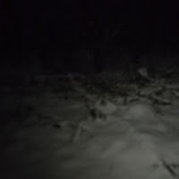 Violetta Sokolova - Деревья, Сгнившие До Ствола загрузить